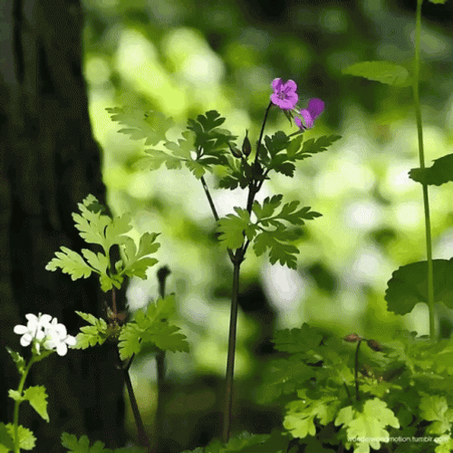 Nature Tumblr Flower GIF
