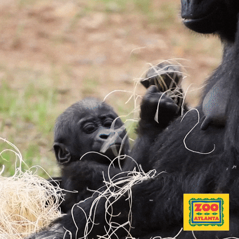 Naughty Baby Gorilla Monkey Entangled GIF