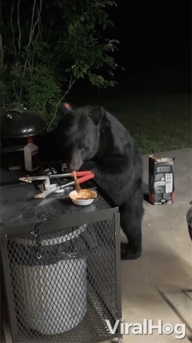 Naughty Bear Eating In Barbecue Grill GIF
