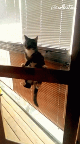 Naughty Cat Hanging On Screen Door GIF