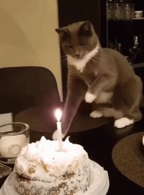 Naughty Cat Playing With Birthday Candles GIF