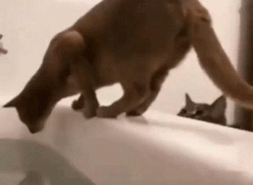 Naughty Cat Pushed To Tub GIF