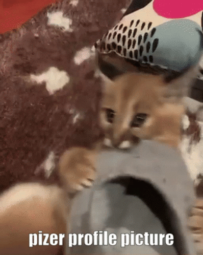 Naughty Floppa Caracal Play Biting GIF