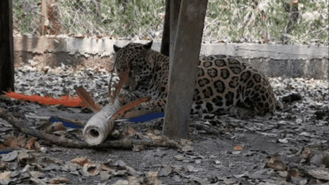 Naughty Jaguar Playing GIF