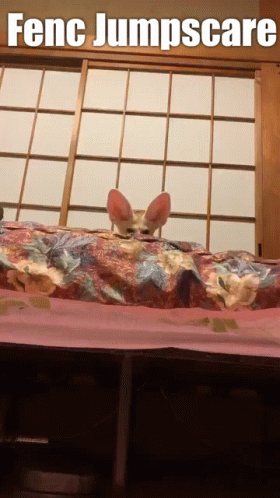 Naughty Little Fennec Fox Jump Scare GIF