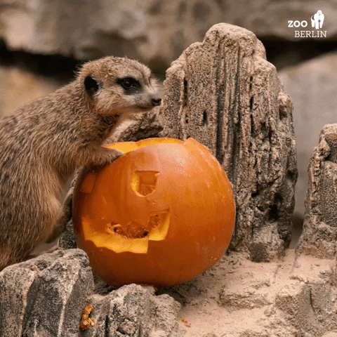 Naughty Meerkat Eating Halloween Pumpkin GIF
