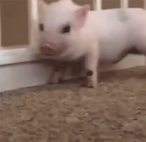 Naughty Pig Scratching GIF