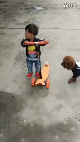 Naughty Poodle Stealing Scooter GIF