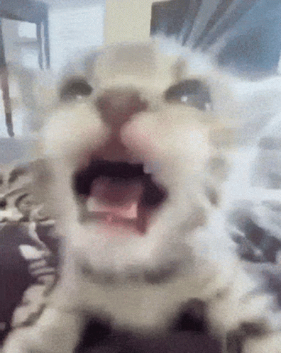 Near The Camera Screaming Cat Meme GIF
