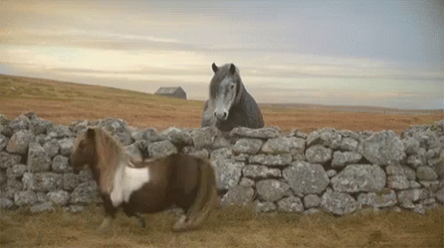 Neigh Deal With It Big Horse GIF