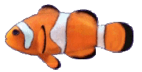 Nemo Clown Fish GIF