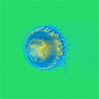 Neon Jellyfish Animation GIF