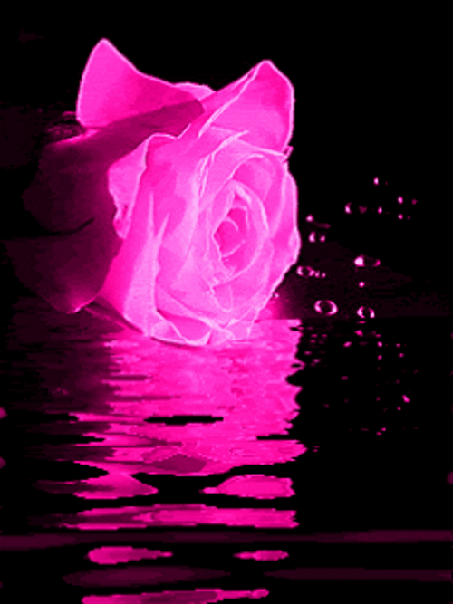 Neon Pink Rose GIF