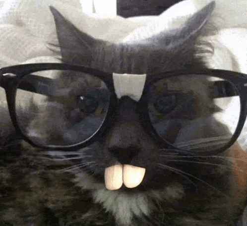 Nerd Catstor Gif GIF
