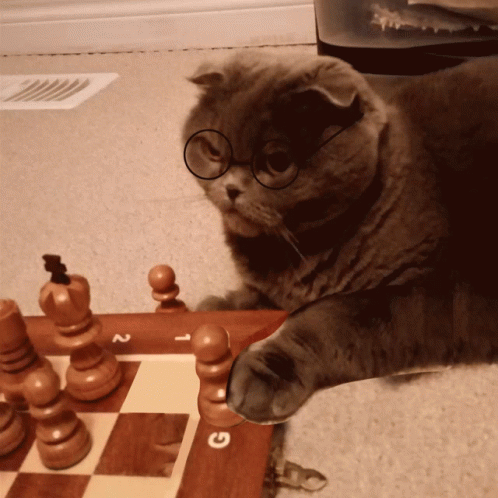 Nerdy Cat Making Chess Move GIF