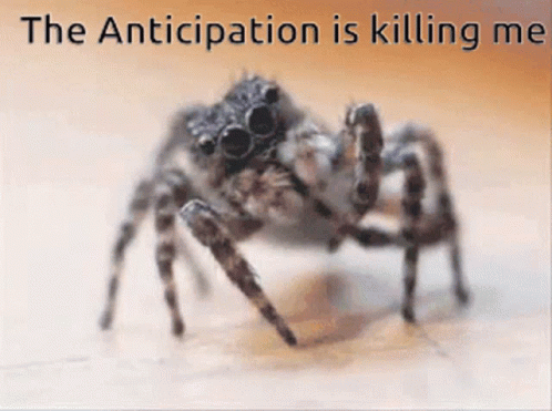 Nervous Anticipation Black Widow Spider Meme GIF