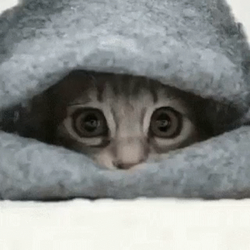 Nervous Hiding Looking Around Scared Cat GIF