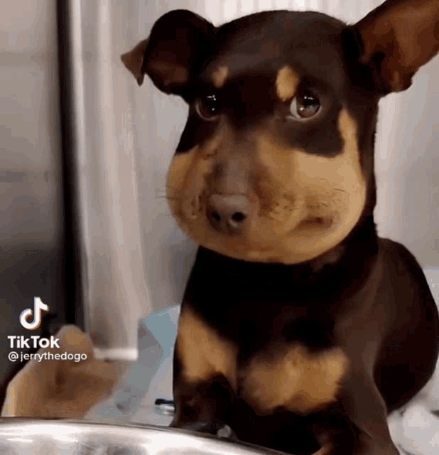 Nervous Scared Dog Staring GIF
