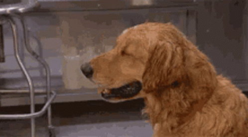 Nervous Sweat Of Golden Retriever Dog GIF