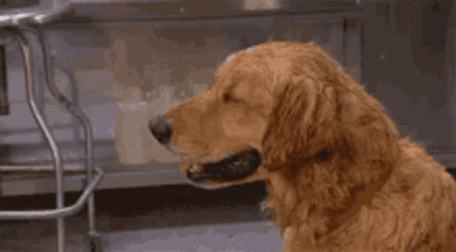 Nervous Sweat Of Golden Retriever Dog GIF