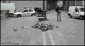 Net Trap Lots Of Pigeon GIF