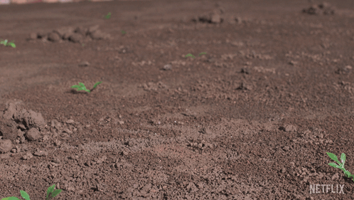 Netflix Logo Behind Stuffed Animals In Dirt GIF