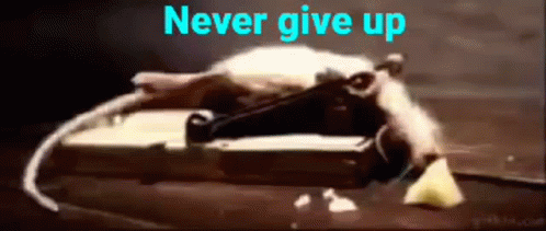 Never Give Up Rat Funny Exercise GIF