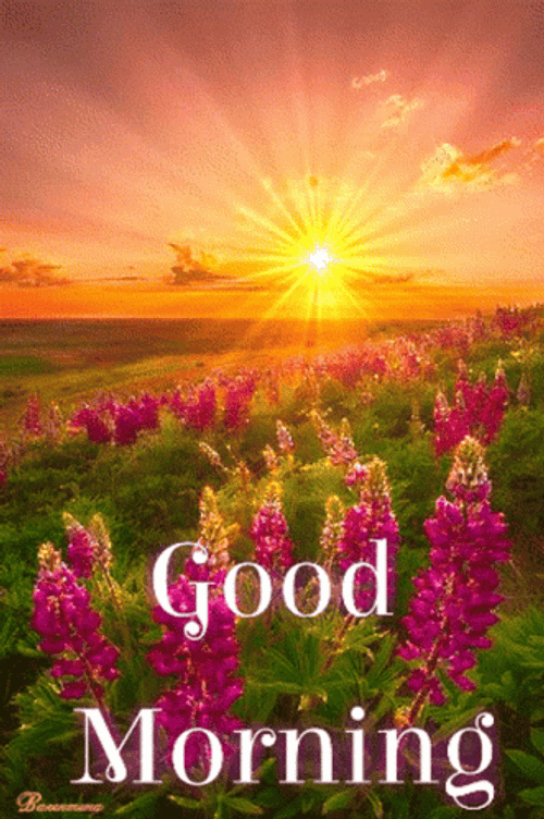 New Good Morning Beautiful Sunrise GIF