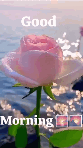 New Good Morning Pink Flower In River GIF