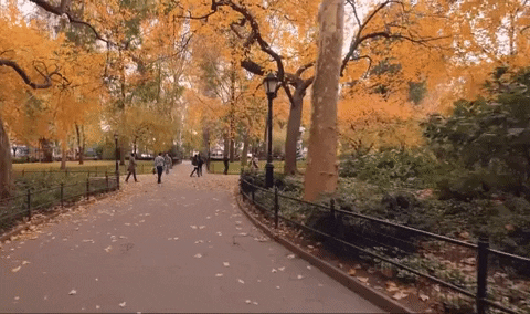 New York Central Park GIF