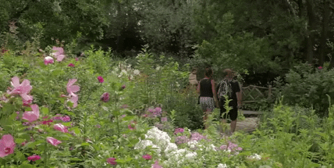 New York Swamp Rose GIF
