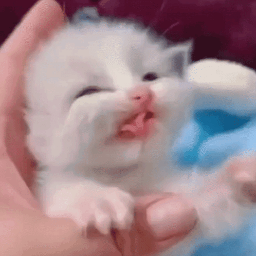 Newborn Cat Licking GIF