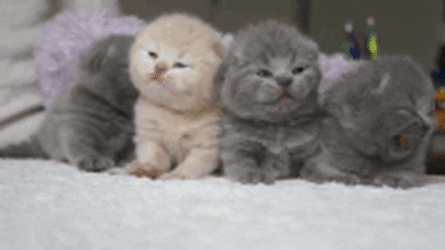 Newborn Kitties Ready For Picture Taking GIF