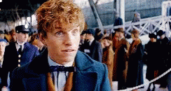 Newt Scamander Disagree GIF