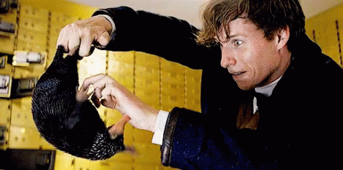 Newt Scamander Gold Bars And Coins GIF