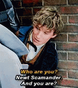 Newt Scamander Who Are You GIF