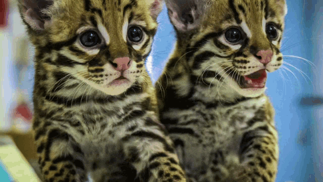 Next Decade Save Ocelots GIF