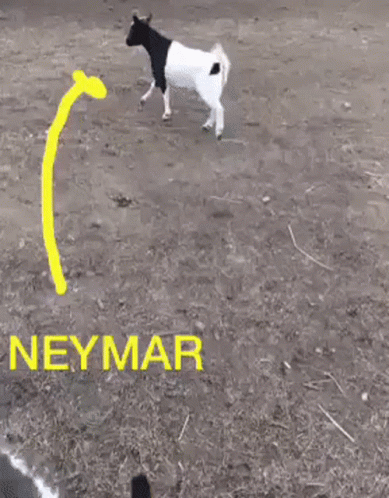 Neymar A Goat Meme GIF