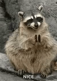 Nice Raccoon Clapping GIF