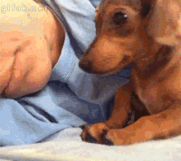 Night Cuddle Puppy GIF
