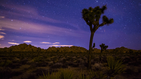 Night Sky Joshua Tree National Park GIF