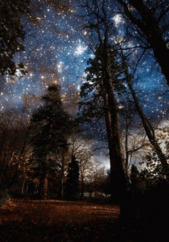 Night Sky Shining Stars Forest GIF