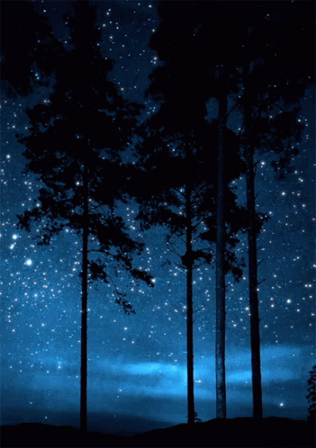 Night Sky Stars Aesthetic Trees GIF