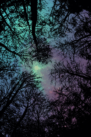 Night Sky Stars Forest GIF