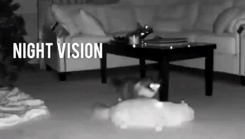 Night Vision Camera 2 Cats Caught Fighting GIF