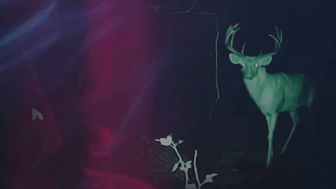 Night Vision Camera Reindeer Walking GIF