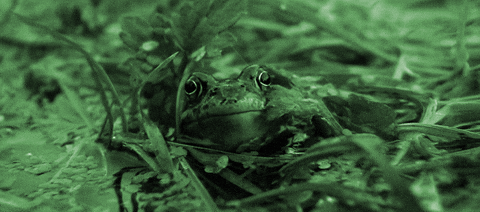 Night Vision Frog On Grass GIF