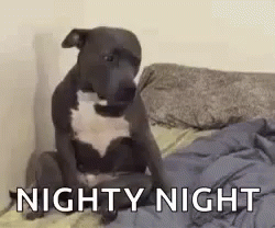 Nighty Night Pit Bull GIF