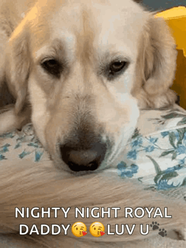 Nighty Night Royal Daddy GIF