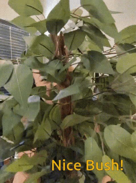 Niko2 Lucy Goosey Gif GIF